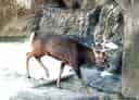 動物図鑑、エゾジカ
